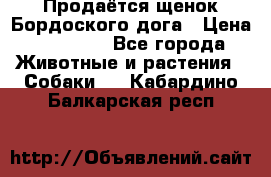 Продаётся щенок Бордоского дога › Цена ­ 37 000 - Все города Животные и растения » Собаки   . Кабардино-Балкарская респ.